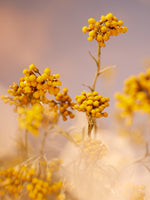 Immortelle Precious Göz Balmı