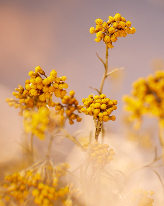 Immortelle Precious Göz Balmı