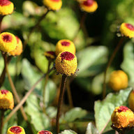 Acmella Oleracea Özü