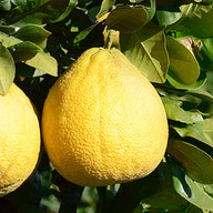 Pomelo Özü