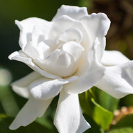 Gardenya Özü