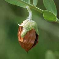 Jojoba Tanecikleri