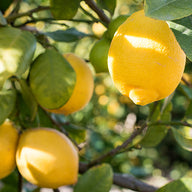 Limon Esansiyel Yağı