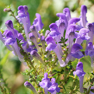 Skullcap Özü