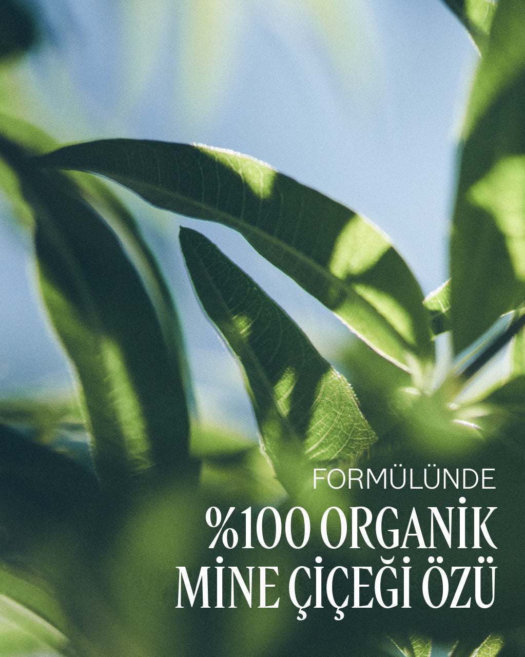 Shea Verbena El Losyonu