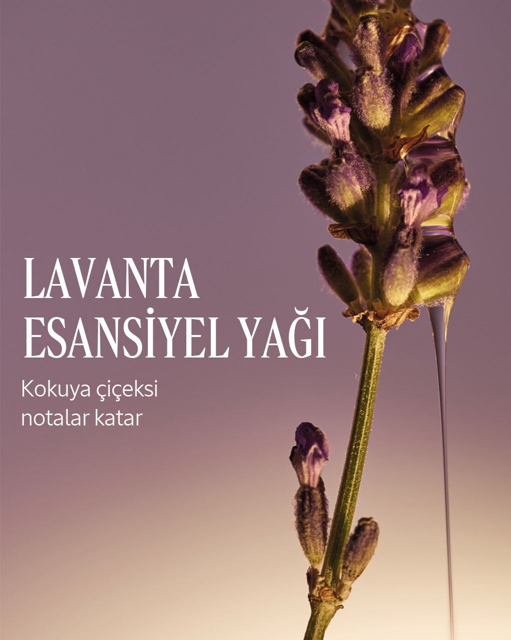 Shea Lavantalı Sabun