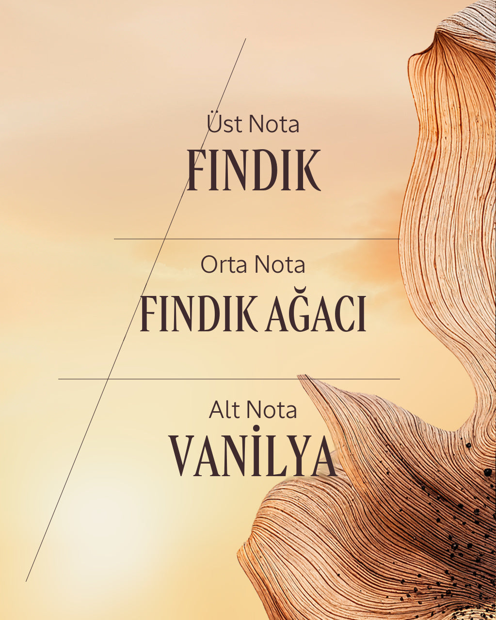 Noisetier Crémeux Vücut Losyonu