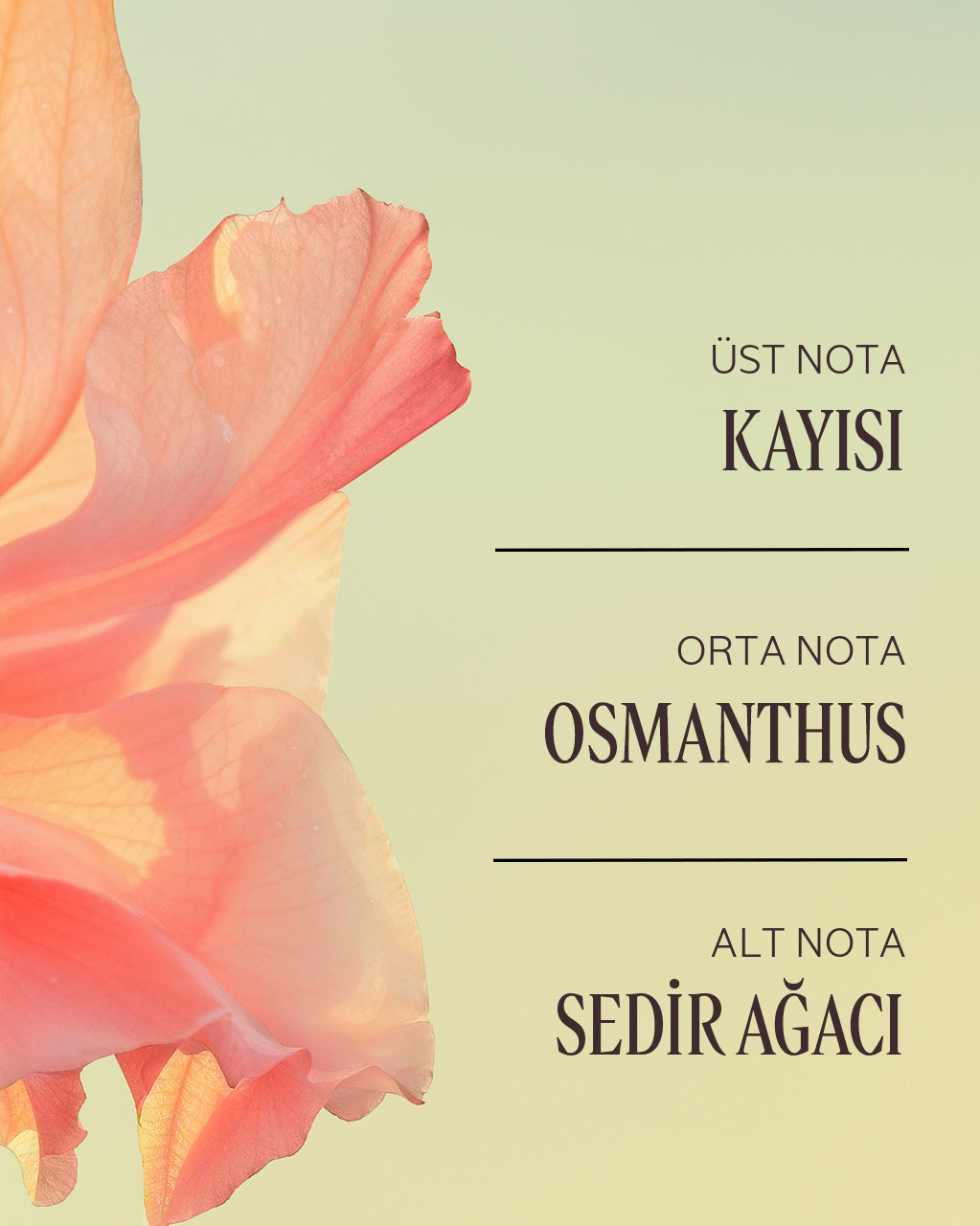 Osmanthus Abricot El Kremi