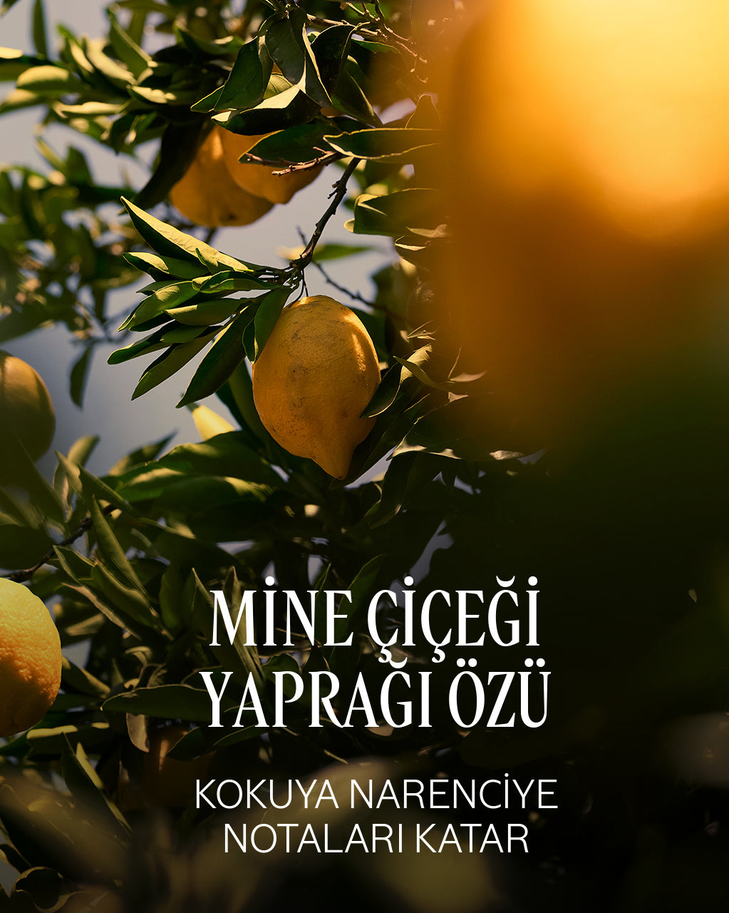 Verveine Agrumes (Citrus Verbena) Stick Deodorant Eko-Yedek