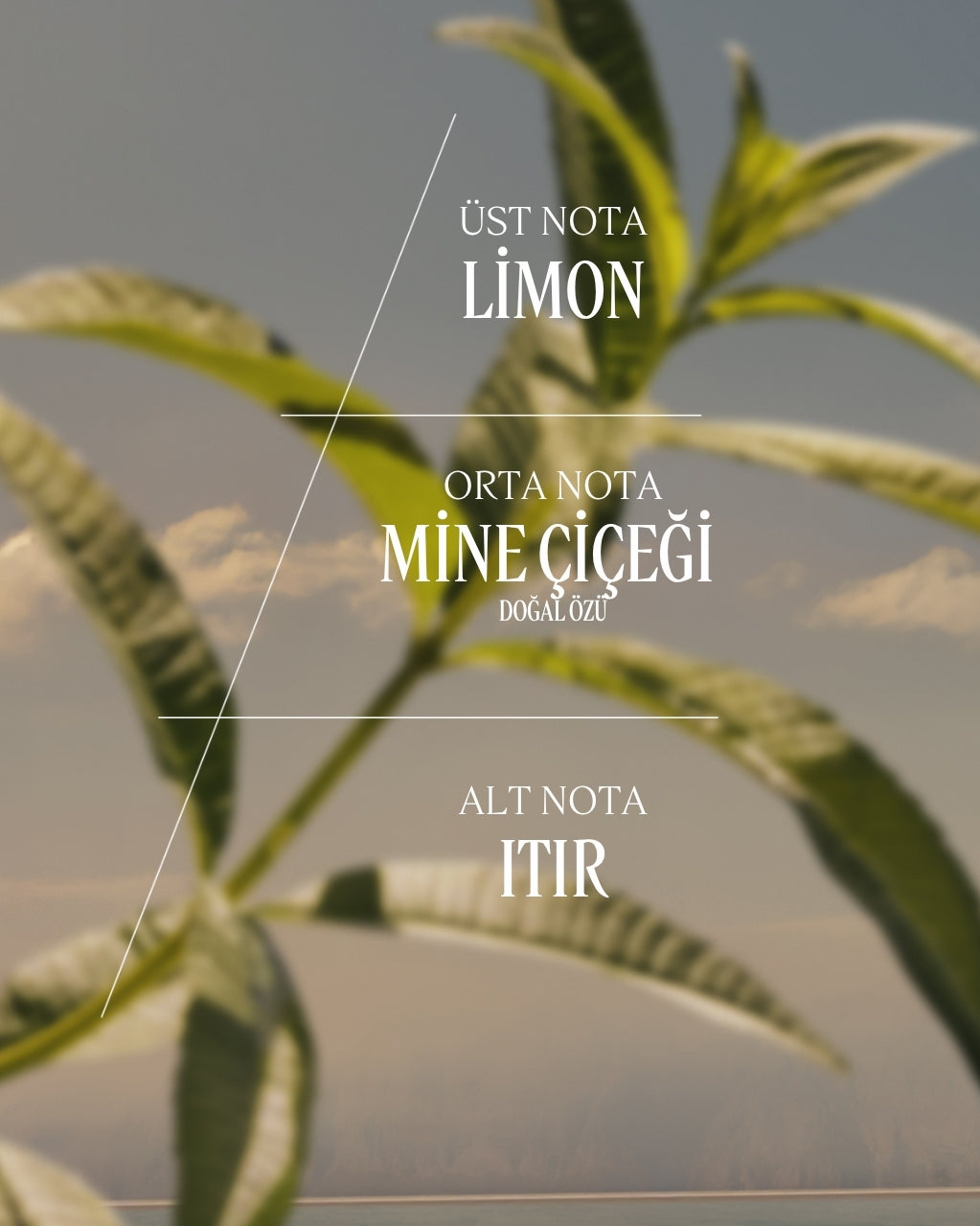 Verbena Eau de Toilette - Verbena EDT Parfüm