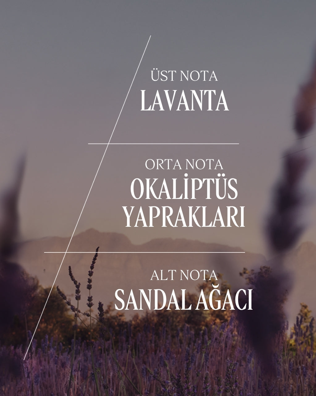 Lavande Eau de Toilette - Lavanta EDT Parfüm