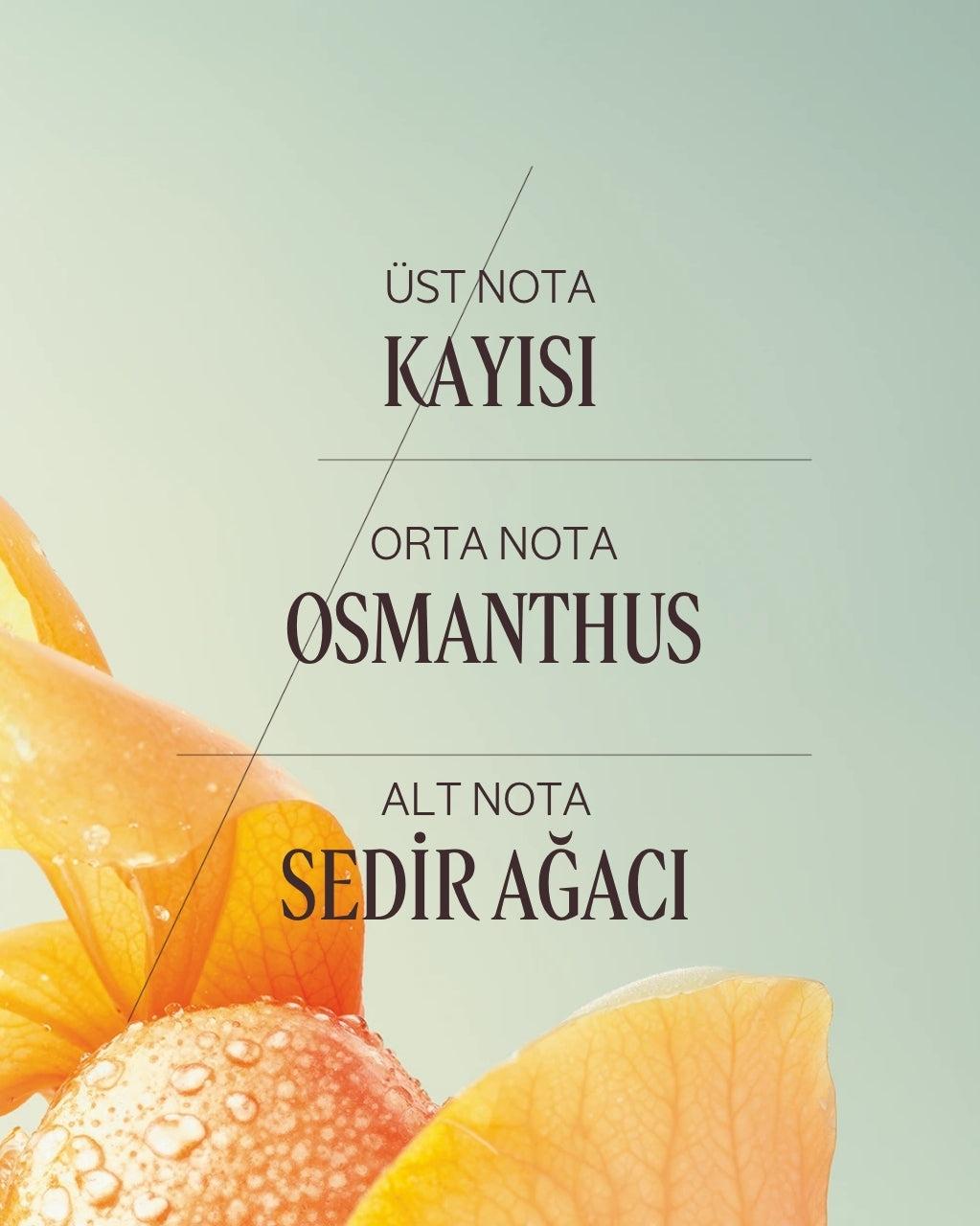 Osmanthus Abricot Eau de Toilette - Osmanthus Abricot EDT Parfüm